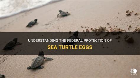 what animal eggs are protected by law