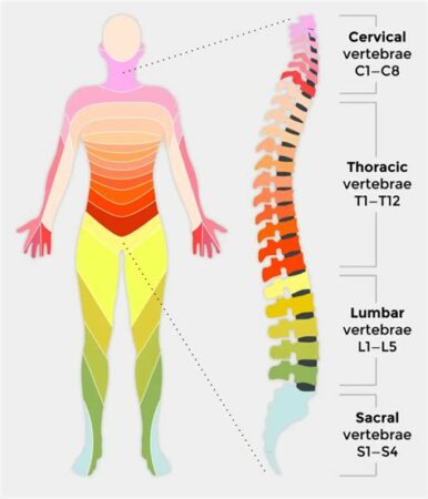 how does a spinal cord injury affect the brain